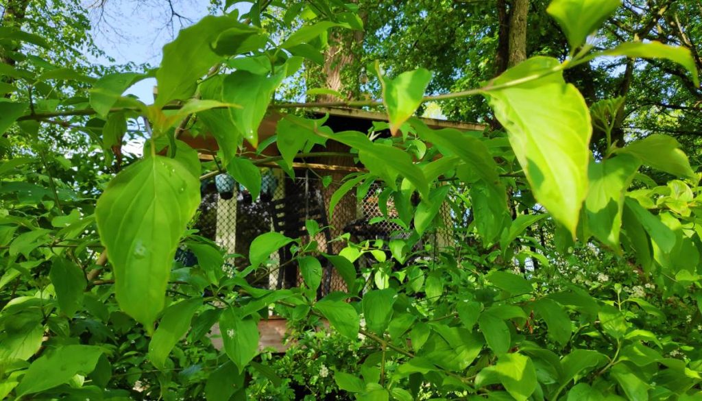 Boomhut Suite 1