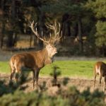 Natuurkampeerterrein Beek en Hei 11 camping beek en hei veluwe 2 150x150