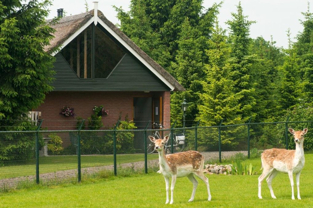 Landgoedcamping Tolhek 6 camping landgoed tolhek 3 1019x680