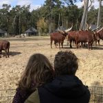 Back2Basic Camping Beekse Bergen 12 Beekse bergen camping 150x150