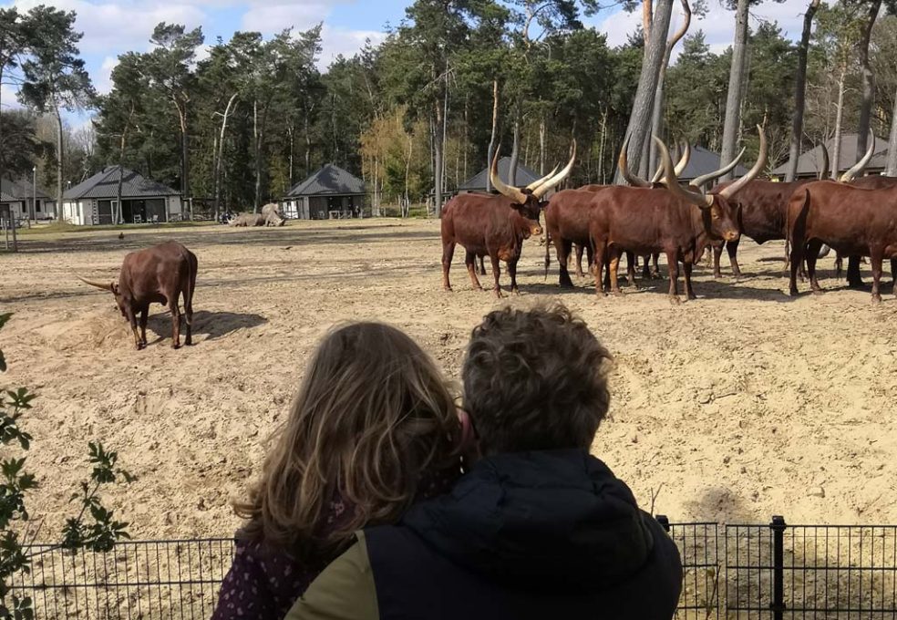 Back2Basic Camping Beekse Bergen 2 Beekse bergen camping 984x680