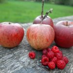 Kampeerterrein Landgoed De Zonnebloem 14 Zelf geplukte appels en frambozen 1 150x150