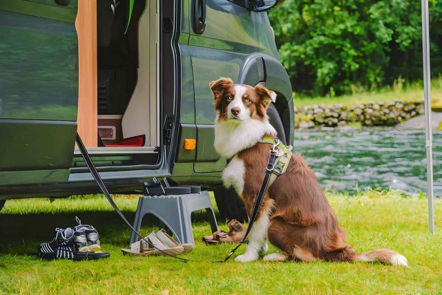 camper huren met hond