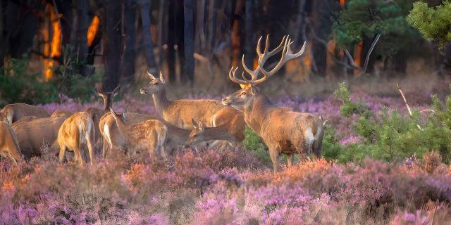 kindvriendelijke camping veluwe