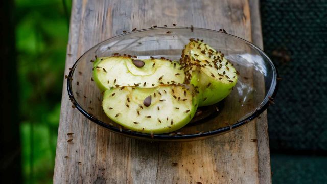 fruitvliegen voorkomen