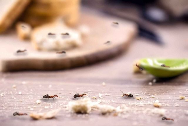 tips tegen mieren in huis