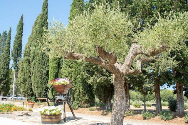 rustieke camping Provence, Domaine de la Cigaliere
