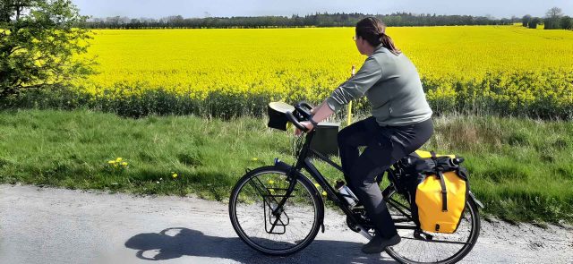 Fietsen Denemarken Koolzaadveld