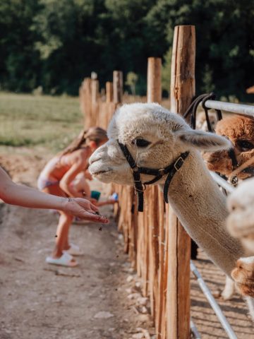 6 écht leuke kleine campings in Le Marche | Onze tips 2 alpaca camping sensazione e1778766316460