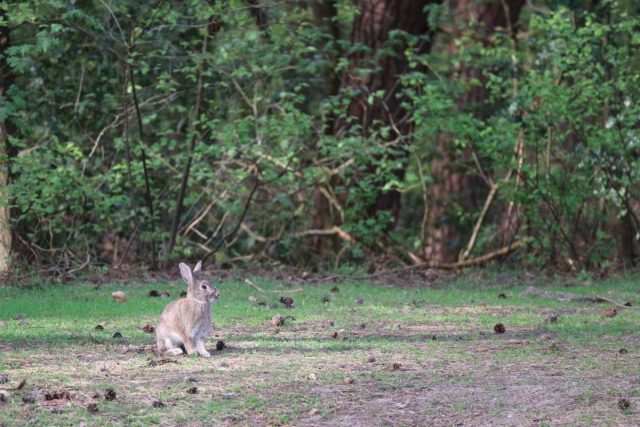 Camping Diever wild spotten