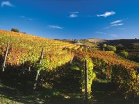 Comfort Camping Tenuta Squaneto 11 vigneti2 200x150