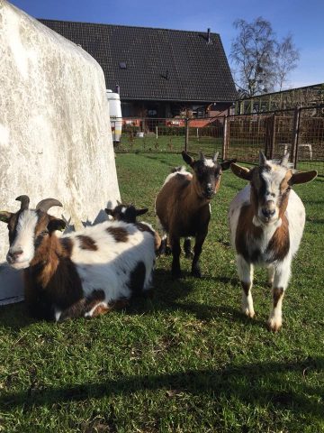 Zen Ranch Camping yoga Drenthe