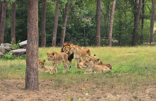 Safaritent Beekse Bergen 19