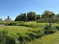 Camping Stadsboerderij De Sibbe 23 fbb5e4b0 0562 4b48 8448 94f8871ddbfa 200x150