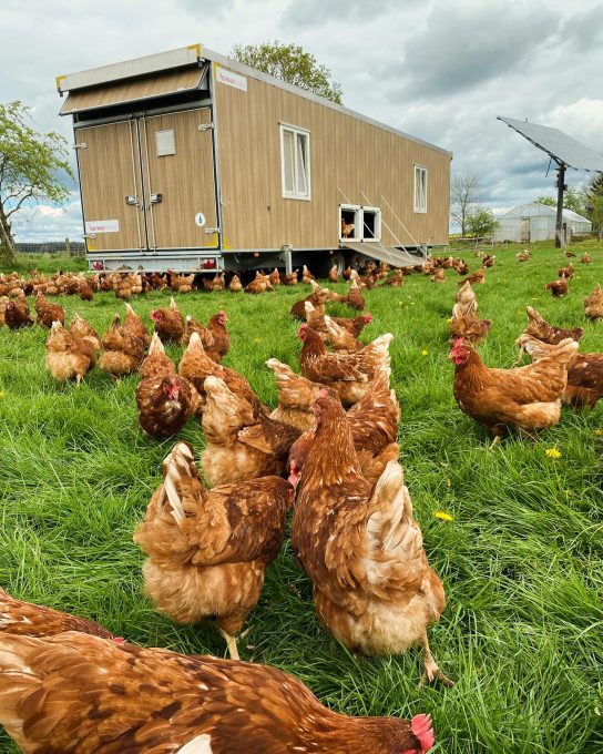 Ferme Klein Rost 11 poules 544x680