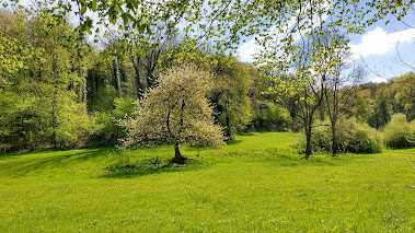 Camping De Gele Anemoon 10 gele anemoon camping2