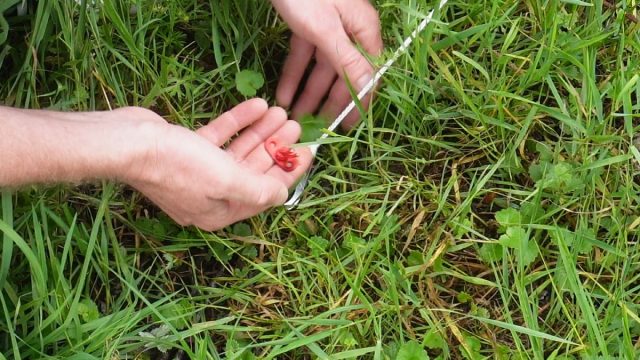 haringpull systeem